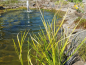 Preview: Kalmus gelbgestreift - Acorus gramineus Ogon im Teich